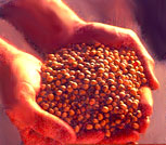 Homegrown soybeans.